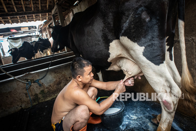 Pekerja memerah susu sapi di salah satu peternakan Sapi Perah kawasan Duren Tiga, Jakarta. Peringatan Hari Susu Nusantara jatuh setiap tanggal 1 Juni. Peringatan itu menjadi momentum untuk kembali mengingatkan pemerintah agar lebih serius mengembangan sektor persusuan berbasis peternakan sapi perah rakyat.
