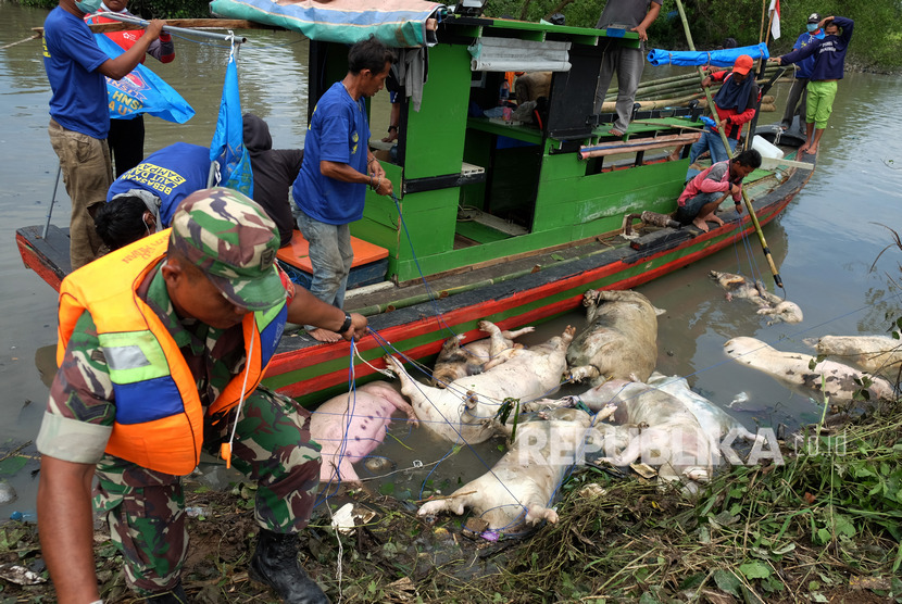 Personel Babinsa TNI mengangkat bangkai babi dari aliran Sungai Bederah, untuk dikubur, di Kelurahan Terjun, Medan, Sumatra Utara. 