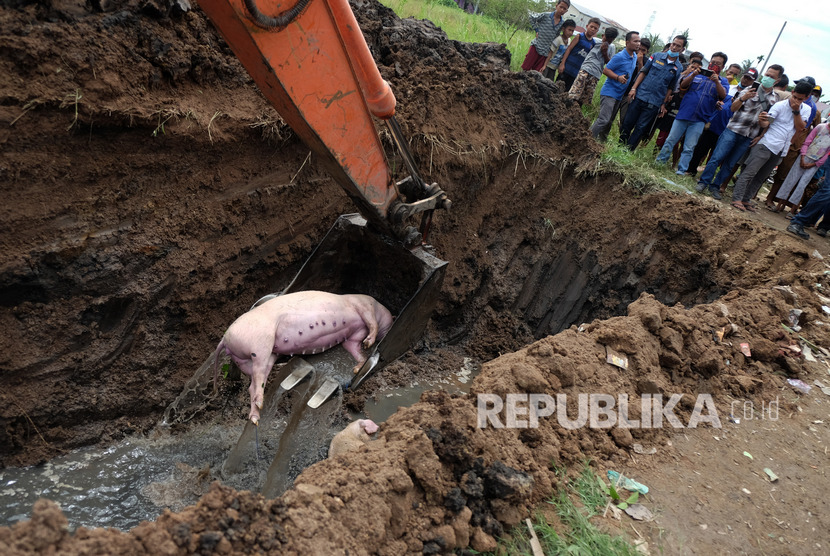 Petugas dengan alat berat memasukkan bangkai babi ke lubang saat akan dikuburkan, di tepi Sungai Bederah, Kelurahan Terjun, Medan, Sumatra Utara.