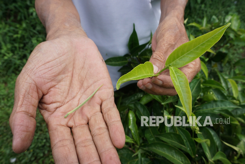 Petani Teh, Kasmuri, menunjukkan pucuk daun teh putih di Rumah Produksi Teh Organik, Desa Kembanglangit, Kabupaten Batang, Jawa Tengah, Rabu (13/11/2019).