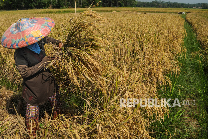 Petani Padi Huma di Lebak Panen Raya. Petani memanen padi di Desa Cilangkap, Lebak, Banten.