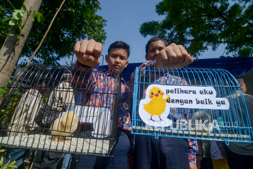 Perwakilan siswa menunjukan anak ayam yang diberikan Wali Kota Bandung Oded M Danial di Gedebage, Bandung, Jawa Barat, Kamis (21/11/2019). 