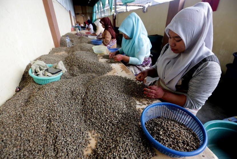 Pekerja menyortir kopi arabika gayo disalah satu tempat penampungan di Takengon, Aceh Tengah, Aceh, Ahad (24/11/2019).