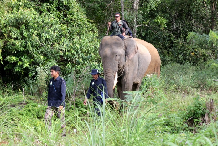 Petugas Conservation Response Unit (CRU) DAS Peusangan Balai Konservasi Sumber Daya Alam (BKSDA) Aceh bersama pawang (mahout) dan gajah sumatra jinak melakukan patroli di pinggiran Desa Negeri Antara Pintu Rime, Bener Meriah, Aceh, Ahad (24/11/2019).