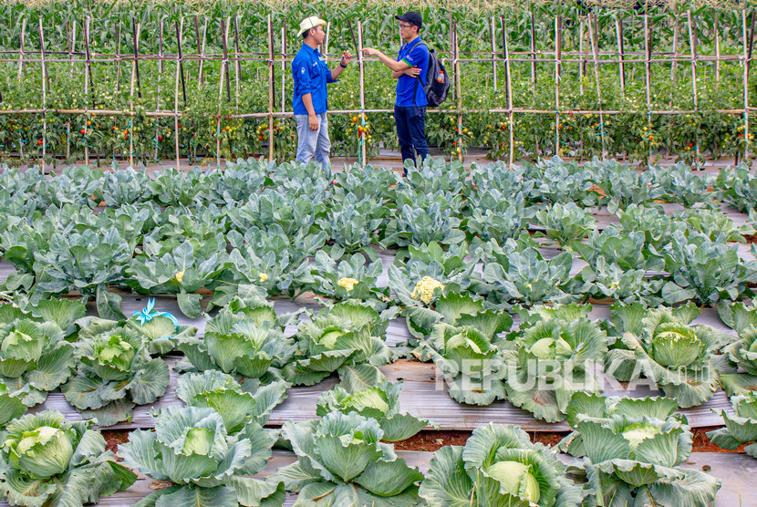 Petani mengawasi tanaman kubis (ilustrasi). Kawasan hortikultura dapat meningkatkan ekspor komoditas Indonesia karena memberikan ruang bagi swasta untuk mendongkrak produksi. 
