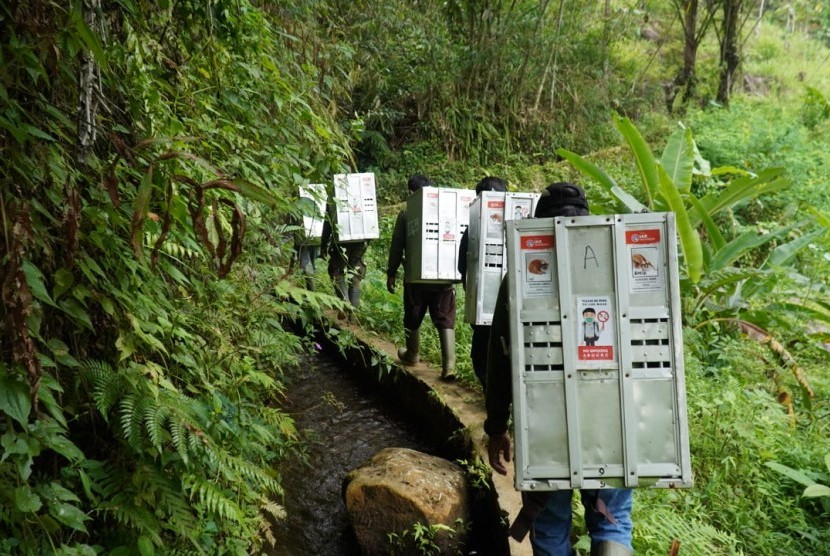 Sebanyak 10 ekor kukang jawa dilepasliarkan di kawasan Suaka Margasatwa Gunung Sawal, Kabupaten Ciamis, Kamis (28/11).