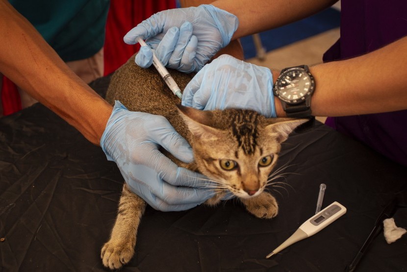 Petugas menyuntikkan vaksin rabies pada seekor kucing (ilustrasi)