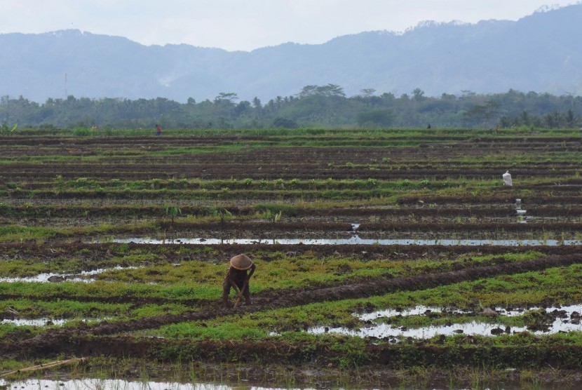 Lahan tanaman padi seluas 404 hektare di Kulon Progo terancam puso. Ilustrasi.