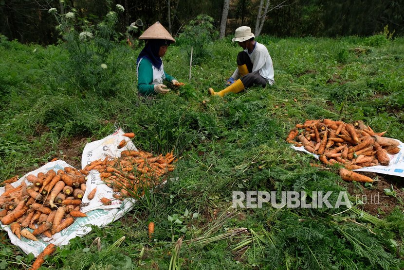 Petani memanen wortel di perladangan kawasan lereng gunung Sindoro desa Digedang, Kejajar, Wonosobo, Jawa Tengah, Selasa (3/12/2019). 