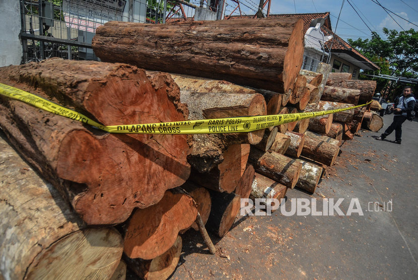 Barang bukti ratusan kayu gelondongan yang ditebang pelaku pembalakan liar (ilustrasi)