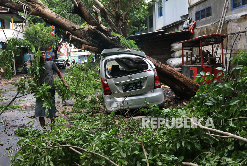 Badan Penanggulangan Bencana Daerah (BPBD) Padang, Sumatera Barat (Sumbar), mencatat sebelas kejadian pohon tumbang akibat angin kencang (Ilustrasi)