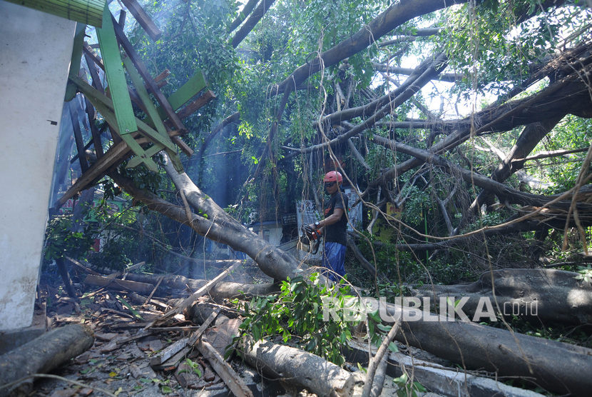 Seorang petugas menggunakan mesin memotong pohon beringin yang ambruk menimpa bangunan di komplek wisata umbul Pengging, Banyudono, Boyolali, Jawa Tengah, Rabu (11/12/2019). 