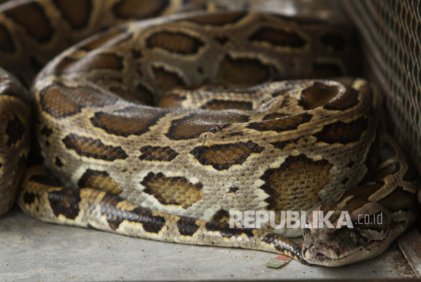 Damkar Evakuasi Dua Ular Sanca di Kebon Jeruk. Seekor ular Sanca Bodo (Phyton morulus).