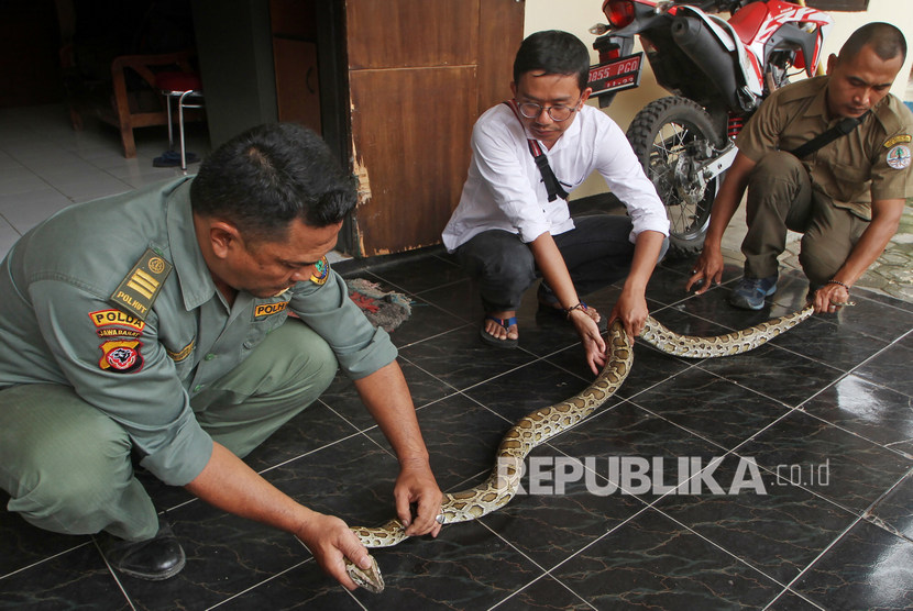 Anak ular kobra ditemukan di rumah warga di Nagri Kidul, Purwakarta (Ilustrasi)