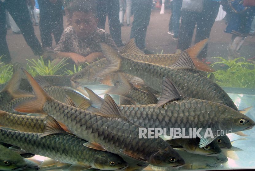 Anak-anak melihat ikan Dewa (Torsoro) saat Bazaar dan Pameran Produk Hasil Inovasi Perikanan di Balai Riset Perikanan Budidaya Air Tawar dan Penyuluhan Perikanan (BRPBATPP), Sempur, Kota Bogor, Jawa Barat, Jumat (13/12/2019).