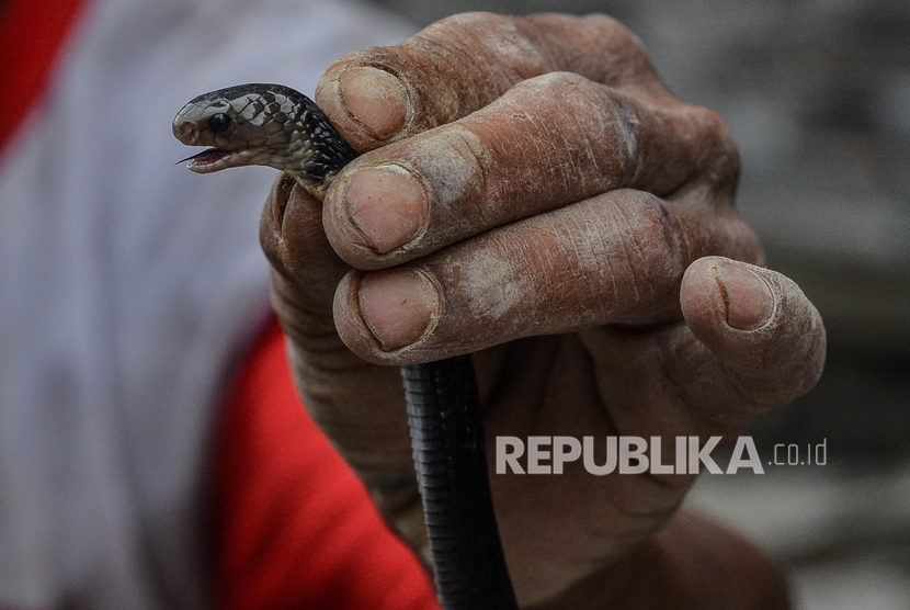 Warga menangkap ular sendok jawa atau kobra jawa (Naja sputatrix) di Perum Tata Lestari, Kecamatan Singaparna, kabupaten Tasikmalaya, Jawa Barat, Senin (16/12/2019).