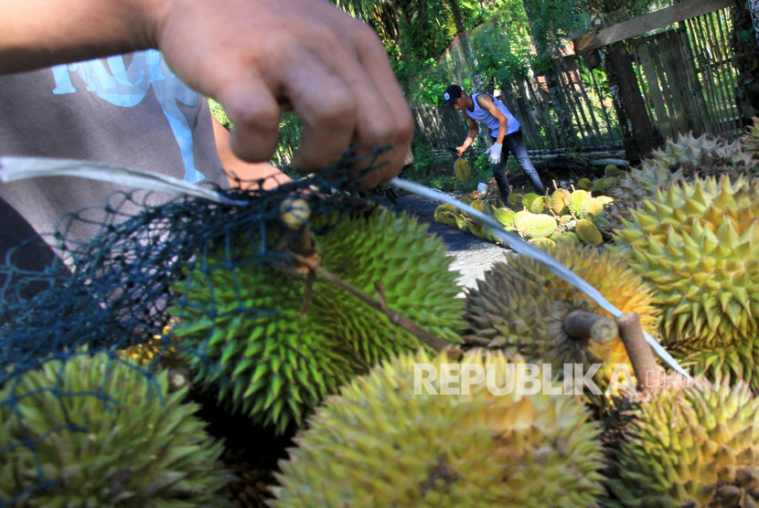 Penjual durian di Pontianak sangat mudah ditemukan di sejumlah ruas jalan. Ilustrasi.