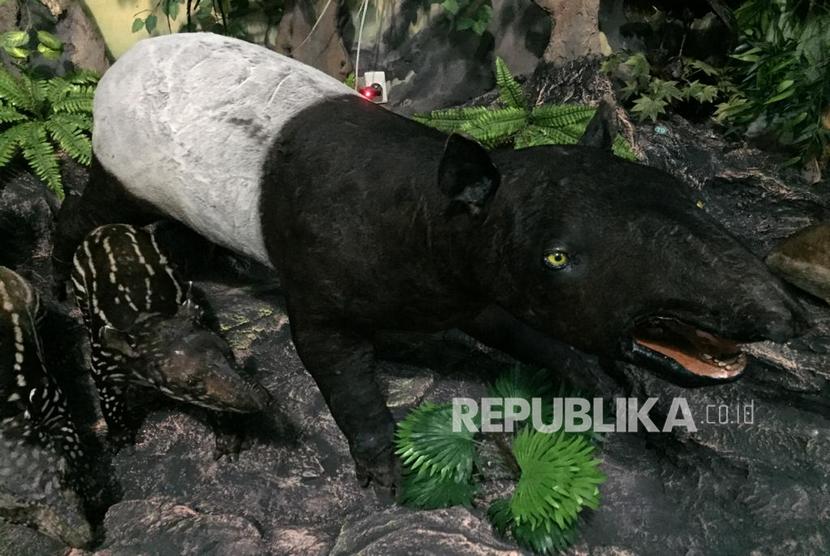 Seekor Tapir Terkena Jerat di Taman Nasional Bukit Tigapuluh