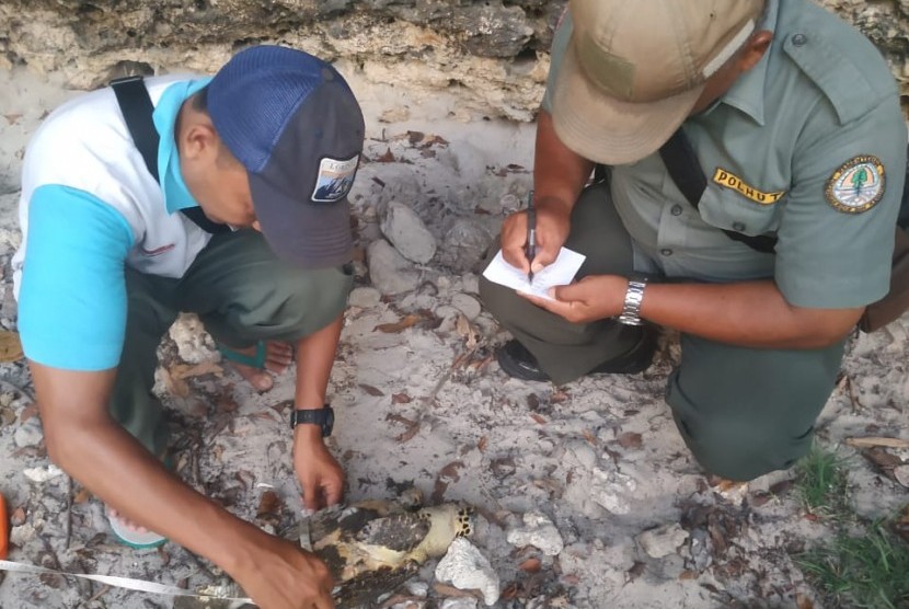 Petugas Resor KSDA Pangandaran mengecek seekor penyu yang ditemukan mati di Pantai Barat Pangandaran, Jumat (27/12). 