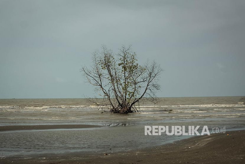 Tanaman mangrove. ilustrasi