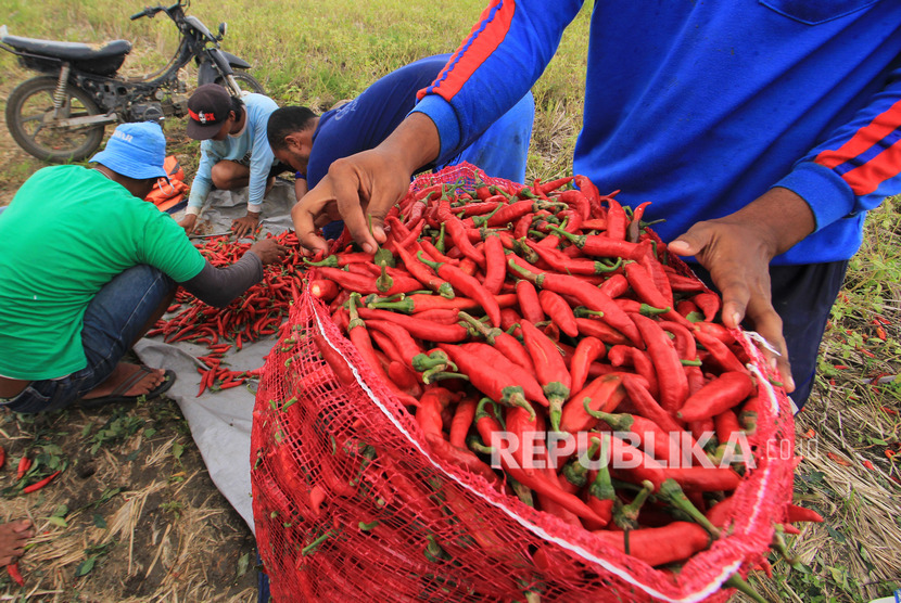 Toko Tani Indonesia menjual cabai dengan harga lebih murah. Foto petani memanen cabai, (ilustrasi).