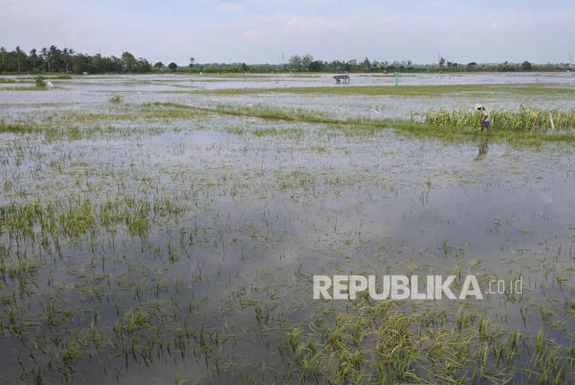 Petani melintasi pematang sawah yang terendam banjir di Situbondo, Jawa Timur (ilustrasi) 