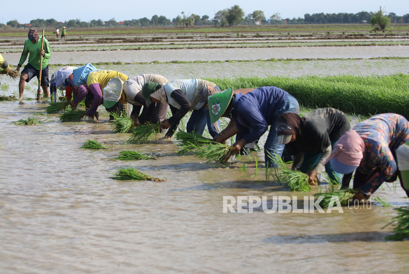 Buruh tani menanam padi di area sawah desa Totoran, Pasekan, Indramayu, Jawa Barat.Sebanyak 42 ribu hektare tanaman padi di Kabupaten Indramayu, masih memerlukan pemupukan sampai Agustus 2020. 