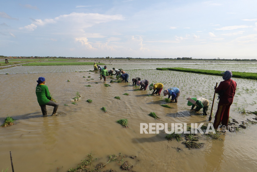 Buruh tani menanam padi di area sawah desa Totoran, Pasekan, Indramayu. KTNA Indramayu menyatakan penggunaan organik rendah karena petani ingin yang instan 