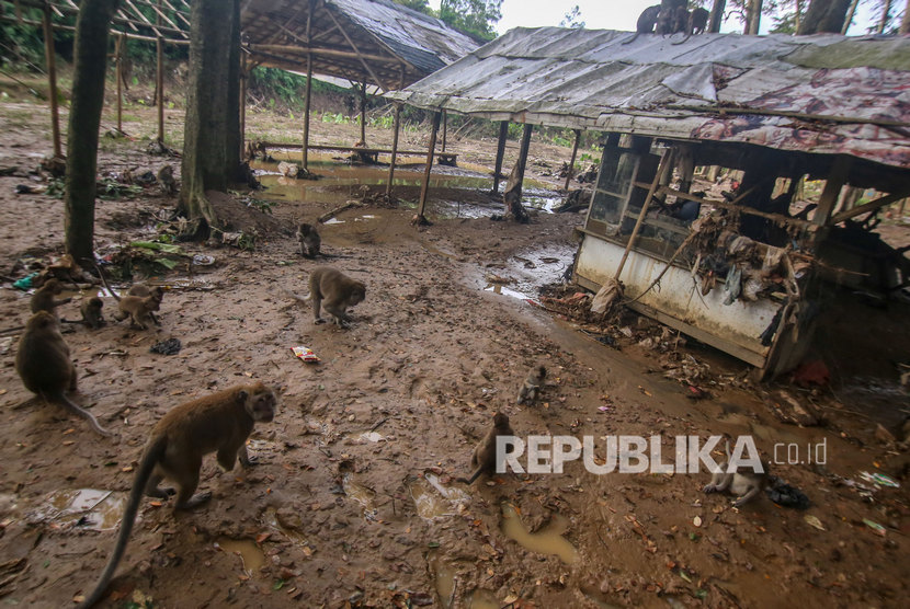 Sejumlah monyet berkeliaran (ilustrasi). Sekawanan monyet liar kembali berkeliaran di permukiman warga di Sukmajaya Depok.