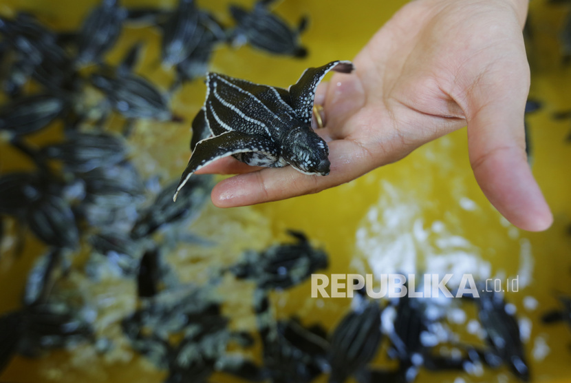 Warga memperlihatkan tukik penyu belimbing sebelum dilepasliarkan ke habitatnya di Pantai Lhoknga, Aceh Besar, Aceh, Senin (13/1/2020).