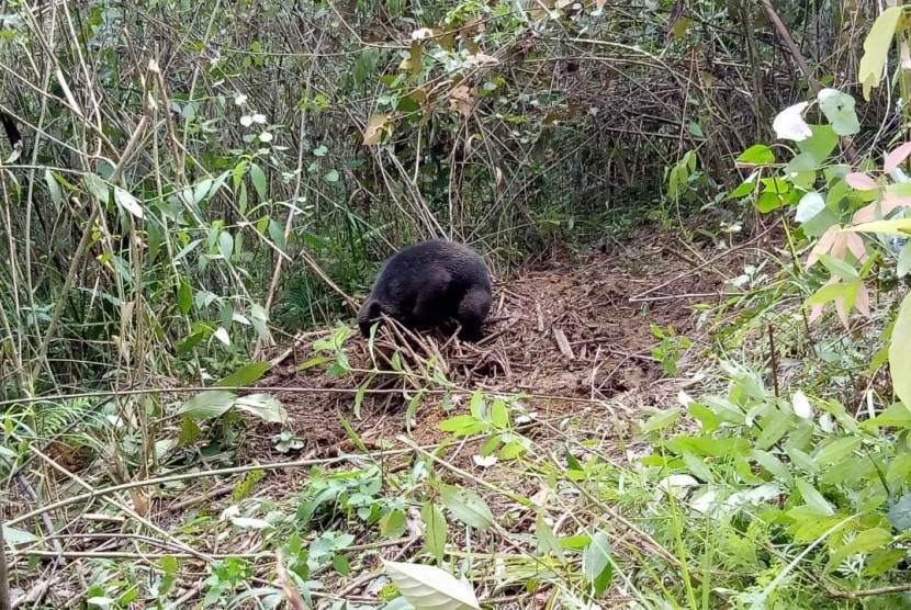 BKSDA Pasaman selamatkan seekor anak beruang madu yang terperangkap di kebun warga di Kabupaten Pasaman Barat, Rabu (15/1).