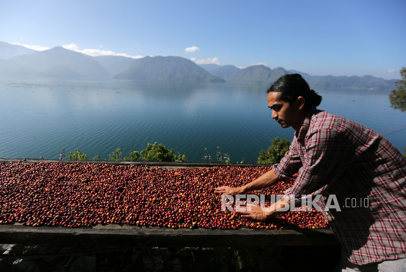 Petani menjemur kopi arabika yang baru dipanen di tepi danau Laut Tawar, Aceh Tengah, Aceh, Ahad (19/1/2020).