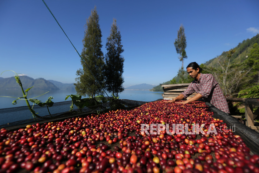 Terlalu banyak minum kopi juga dapat menjadi kurang peka terhadap manfaat kopi. Foto: Petani menjemur kopi arabika yang baru dipanen di tepi danau Laut Tawar, Aceh Tengah, Aceh, Ahad (19/1/2020).