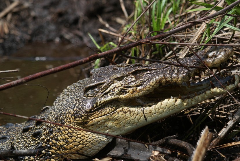 Seekor buaya muara (crocodylus porosus) berada di sekitar sarangnya. Ilustrasi