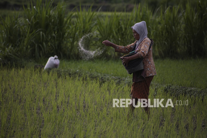Petani memupuk padi di area persawahan Desa Bokoharjo, Prambanan, Sleman, DI Yogyakarta, Ahad (26/1/2020).