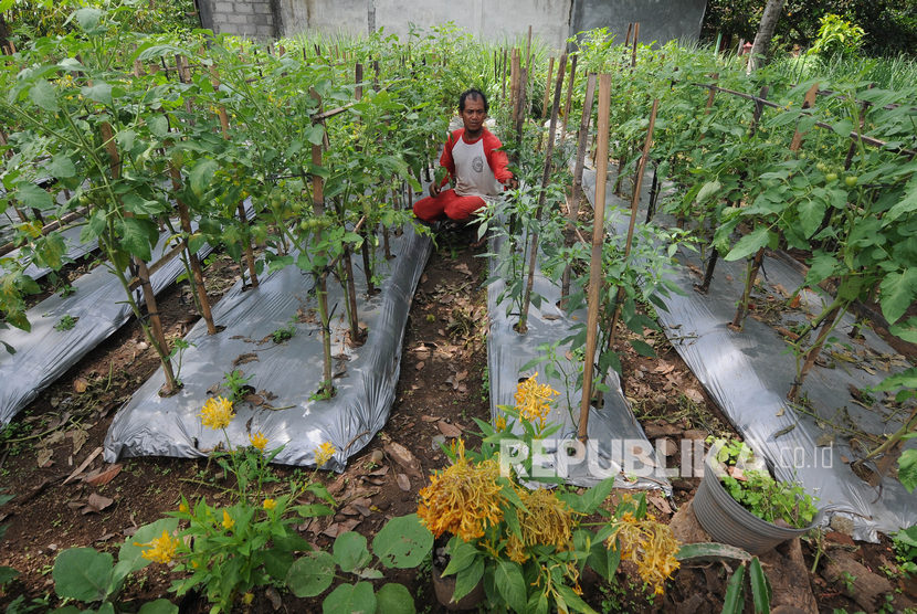 Seorang warga merawat tanaman sayur organik di Kampung Germas, Sapiyan, Metuk, Boyolali, Jawa Tengah, Senin (27/1/2020). 