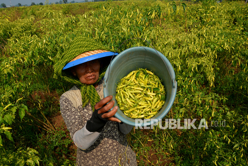 Buruh tani memetik tanaman cabai lebih awal di Desa Segunung, Kecamatan Kesamben, Jombang, Jawa Timur. Badan Pusat Statistik (BPS) mencatat upah nominal harian buruh tani nasional pada Februari 2020 mengalami kenaikan 0,23 persen dibandingkan upah buruh tani pada Januari 2020. 