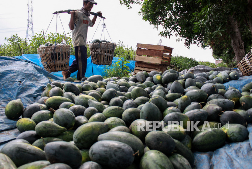 Petani memanen buah semangka. Pasokan buah melon dan semangka membludak di sejumlah pasar tradisional di Makassar.