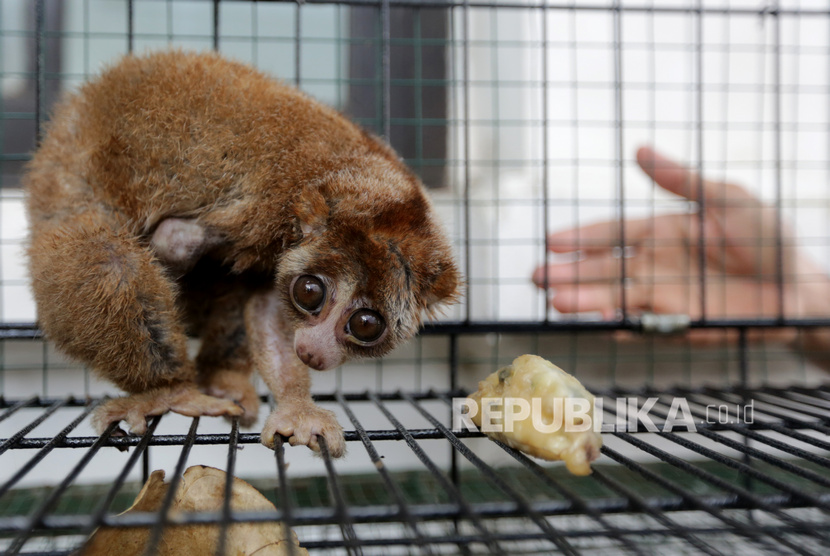 Seekor kukang (Nycticebus coucang) yang diserahkan warga berada dalam kandang rehabilitasi Balai Konservasi Sumber Daya Alam (BKSDA) Aceh sebelum diberikan perawatan rutin yang juga bertepatan dengan hari primata Indonesia di Banda Aceh, Aceh, Kamis (30/1/2020).