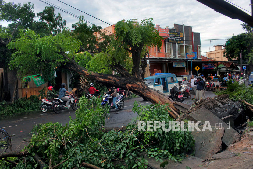 Sejumlah pohon di Kabupaten Blitar, Jawa Timur, tumbang setelah diterjang angin kencang yang disertai dengan hujan, Jumat (21/2) (Foto: ilustrasi pohon tumbang)