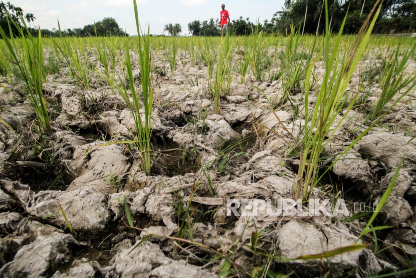 Petani melihat tanah tanaman padi yang retak di area persawahan tadah hujan. Nilai Tukar Petani (NTP) nasional pada bulan Januari 2020 naik sebesar 104,16 atau 0,78 persen. 