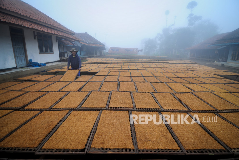 Petani mengeringkan tembakau di Kampung Tembakau, Kecamatan Sukasari, Kabupaten Sumedang, Jawa Barat, Rabu (5/2/2020). 