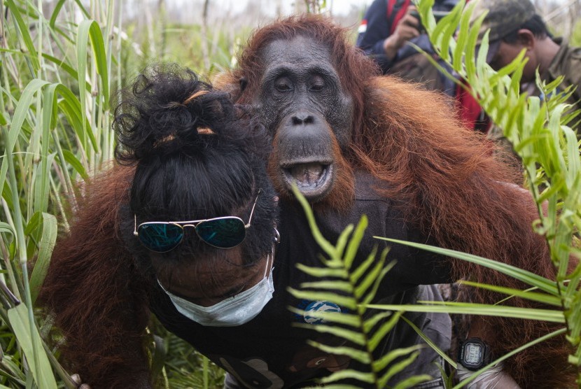 Orangutan. ilustrasi