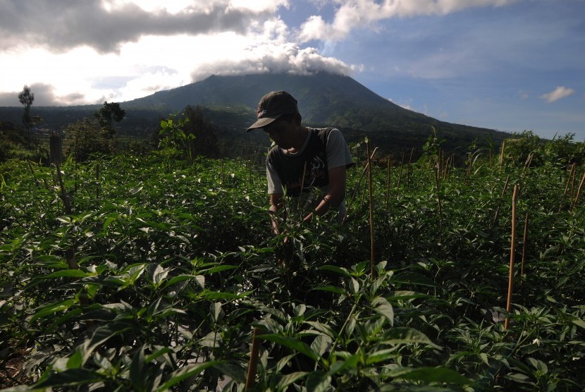 Petani beraktivitas di lahan pertanian dengan berlatar belakang Gunung Merapi di Jrakah, Selo, Boyolali, Jawa Tengah, Kamis (13/2/2020). 