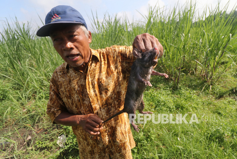 Petani memperlihatkan tikus yang ditangkap menggunakan perangkap di area persawahan