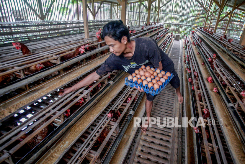 Ilustrasi. Peternak memanen telur ayam di peternakan kawasan Pakansari, Bogor, Jawa Barat, Kamis (13/2/2020).