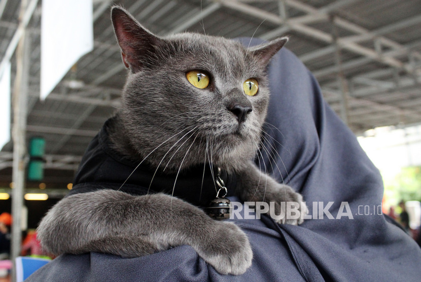 Seekor kucing bersandar di bahu pemiliknya saat mengikuti Festival Kucing Kampung di Pontianak, Kalimantan Barat, Ahad (16/2/2020). 