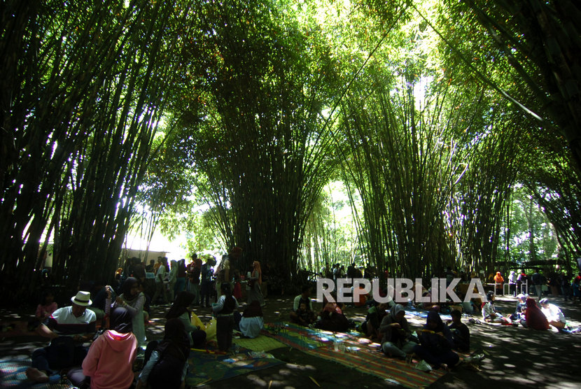 UGM menanam bibit pohon bambu untuk pelestarian lingkungan. Foto pohon bambu, (ilustrasi).