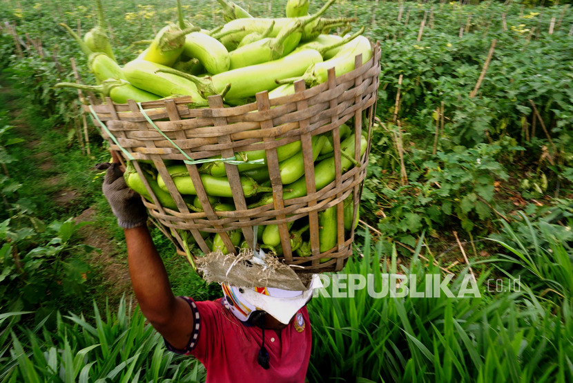 Petani memanen sayur terong (Solanum melongena) jenis hitavi atau terong hijau di areal persawahan Pucung, Tulungagung, Jawa Timur, beberapa waktu lalu (ilustrasi). 