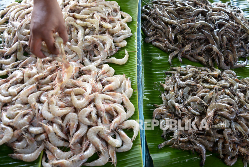 Pedagang menumpukan udang vaname (Litopenaeus vannamei) di pusat pasar tradisional Peunayung, Banda Aceh. ilustrasi